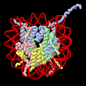 computer generated graphic of nuclesome