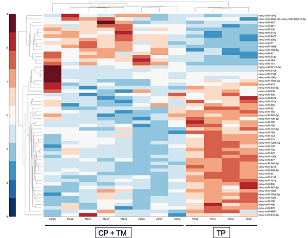 This is unsupervised hierarchical clustering of the 59 most abundant and differential miRNAs in studies of type 1 diabetes in NOD mice done by Sandra Yin with Dr. Xuesong Zhang in Dr Martin Blaser's lab.