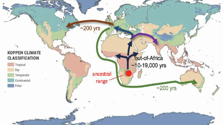 Proposed historical expansion of D. melanogaster beyond its ancestral range in Africa (red circle), with emphasis on the more recent colonization of North America and Australia.