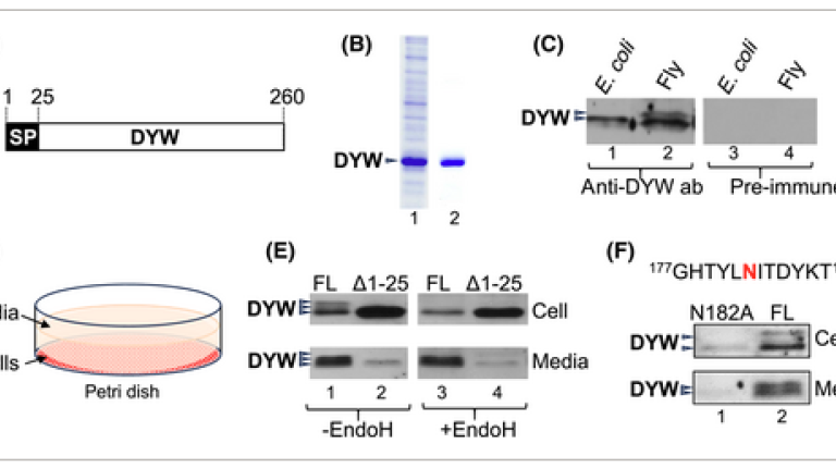 DYW produced in S2 cells is secreted in a signal-peptide dependent manner and stabilized by glycosylation at amino acid N182
