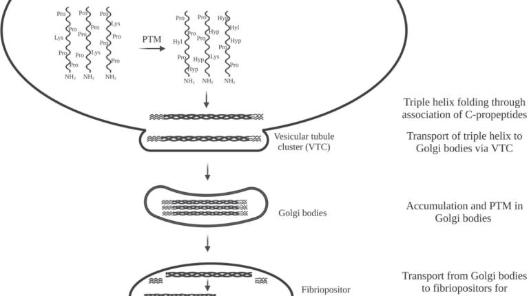 Collagen synthesis and assembly. Self-assembly in fibrillar collagens from monomers to triple helix to higher-order structures, including fibrils