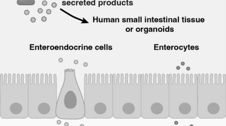 graphical abstract