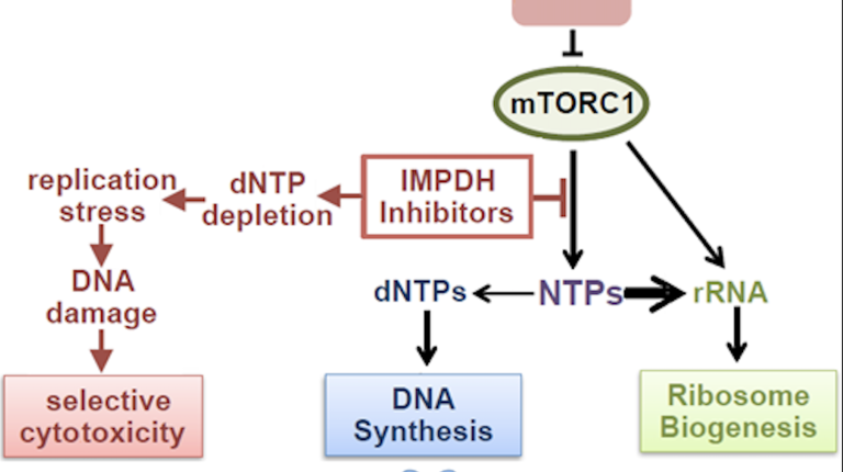 Model diagram showing that mTOR complex 1 activation in PTEN-deficient T-cell acute lymphoblastic leukemia confers sensitivity to IMPDH inhibitor therapies. 
