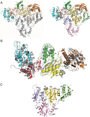 Overview of HERV-K RT structure