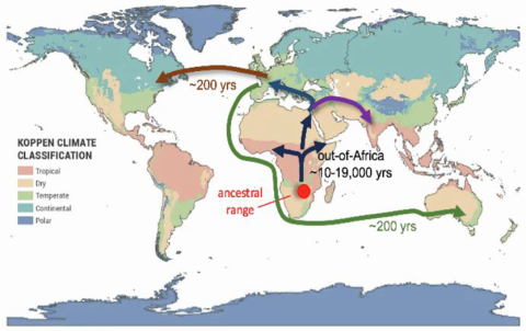 Proposed historical expansion of D. melanogaster beyond its ancestral range in Africa (red circle), with emphasis on the more recent colonization of North America and Australia.