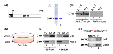 DYW produced in S2 cells is secreted in a signal-peptide dependent manner and stabilized by glycosylation at amino acid N182