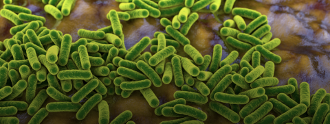 photo of green microbes