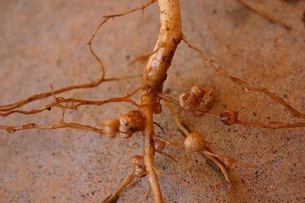 root nodules formed by rhizobia