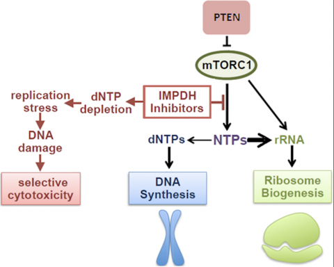 Model diagram showing that mTOR complex 1 activation in PTEN-deficient T-cell acute lymphoblastic leukemia confers sensitivity to IMPDH inhibitor therapies. 