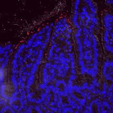This is fluorescence in situ hybridization of commensal bacteria (red) in the mucus layer of the small intestine (nuclei in blue). The image was taken by a MD/PhD student in Dr. Karen Edelblum's lab, Madeleine Hu.