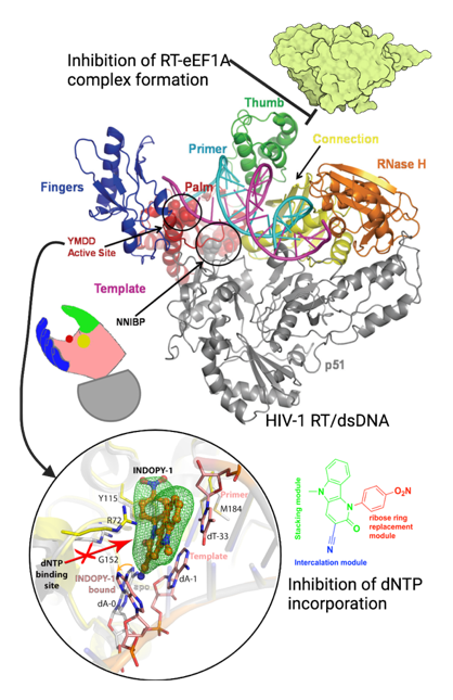 Inhibition of RT-eEF1A complex formation